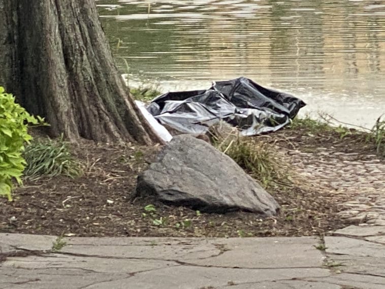 A body bag lies along the shore of the Harlem Meer
