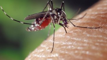 West Nile Virus is spread through mosquito bites/FotoshopTofs/Pixabay