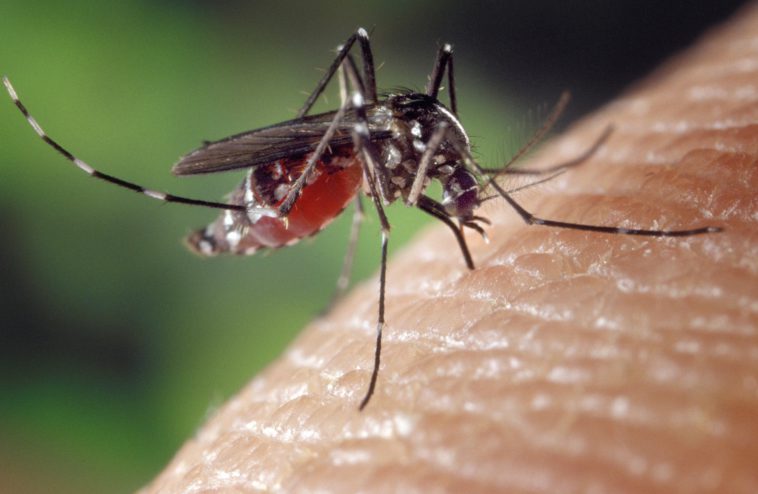 West Nile Virus is spread through mosquito bites/FotoshopTofs/Pixabay