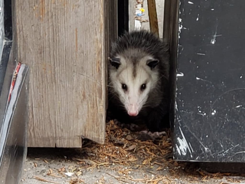 Police rescue opossum hiding on Third Avenue/Andrew Fine