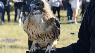 A red-tailed hawk greets crowds at bird festival Raptorama at the Jamaica Bay Wildlife Refuge, Oct. 17, 2021/Katie Honan, THE CITY