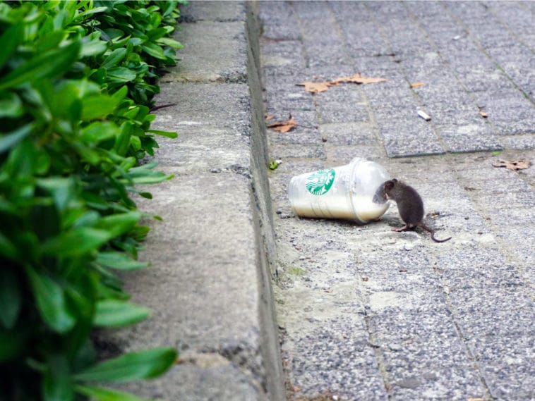 Rat feasts on Starbucks garbage left in the Street/Mert Guller, Unsplash