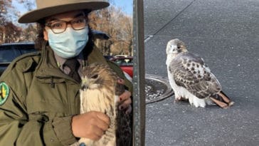 Ranger rescues injured hawk on the Upper East Side/Bobby Horvath, Andrew Alfano