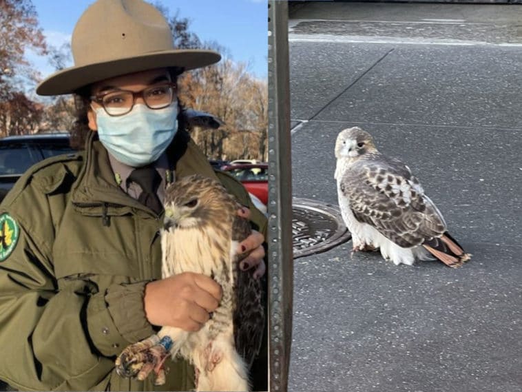 Ranger rescues injured hawk on the Upper East Side/Bobby Horvath, Andrew Alfano