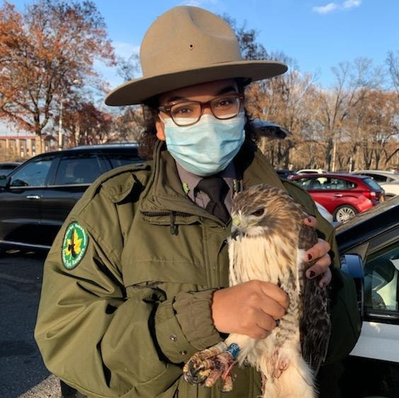 Ranger Whited rescued the injured red-tailed hawk near Carl Schurz Park/Bobby Horvath