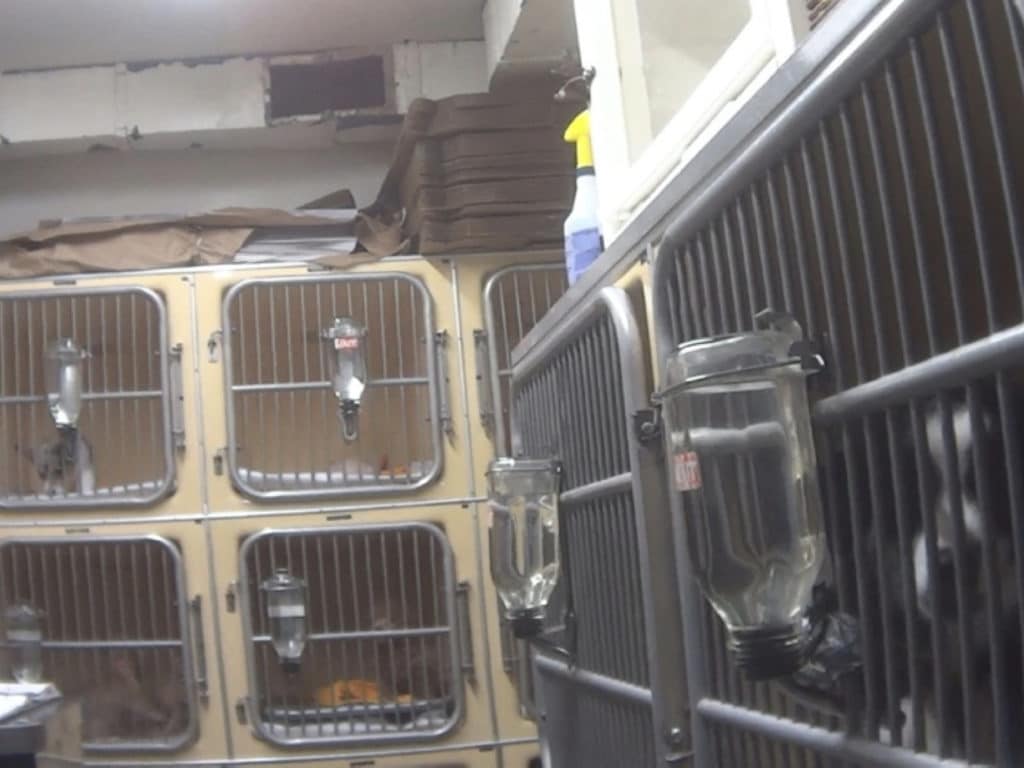 Inside one of the so-called 'sick rooms'/Humane Society of the United States