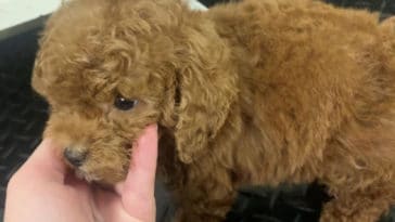 Goldendoodle puppy was force-fed and later died in the store over Thanksgiving weekend/Humane Society of the United States