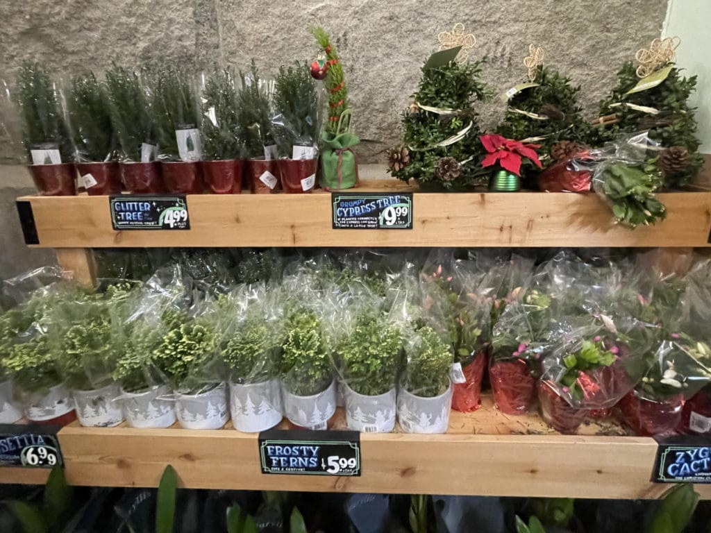 The Holiday Plant Section, prices range $4.99-$9.99, at Trader Joe's/Elizabeth Blasi, Upper East Site
