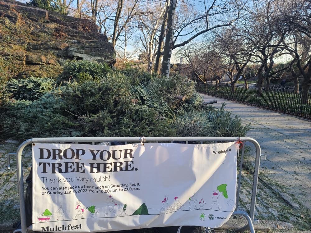 MulchFest Christmas tree drop off location in Carl Schurz Park/Sonia @scoopthestoop for Upper East Site