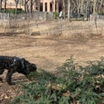 Makeshift dog run at Ruppert Park/Upper East Site
