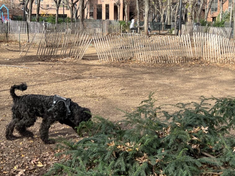Makeshift dog run at Ruppert Park/Upper East Site