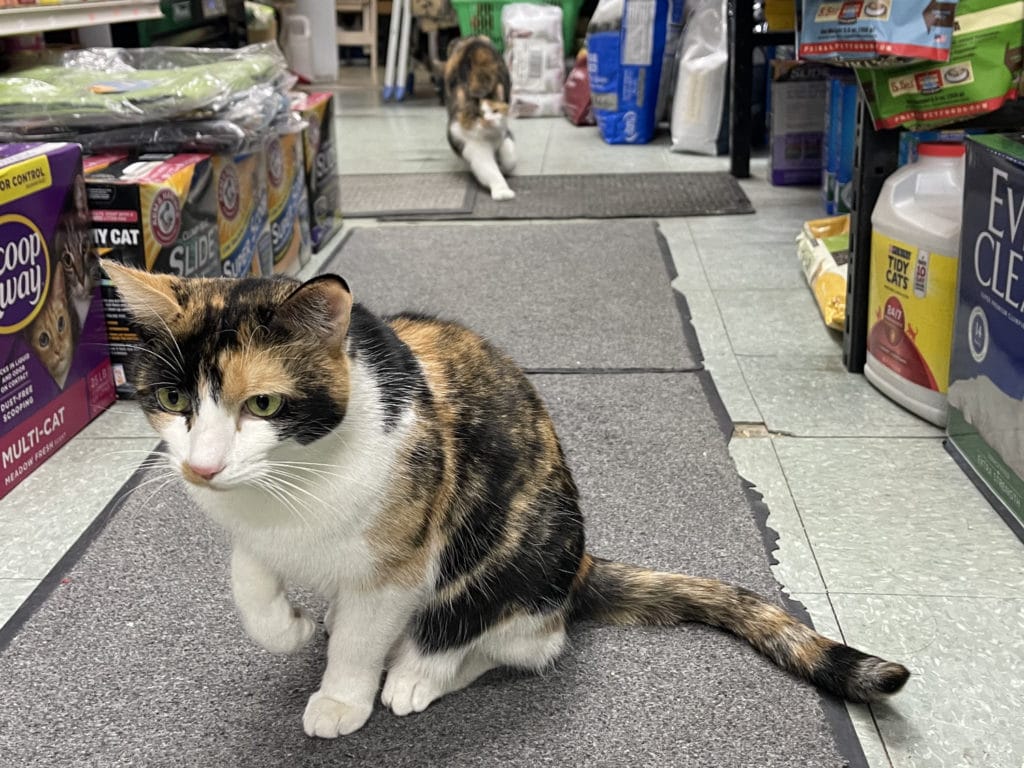 Lovely & Shy are bodega cats at Pet Town