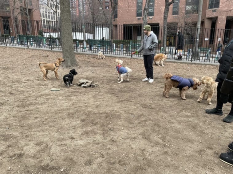 Ruppert Park's current makeshift dog run/UES Dog Collective