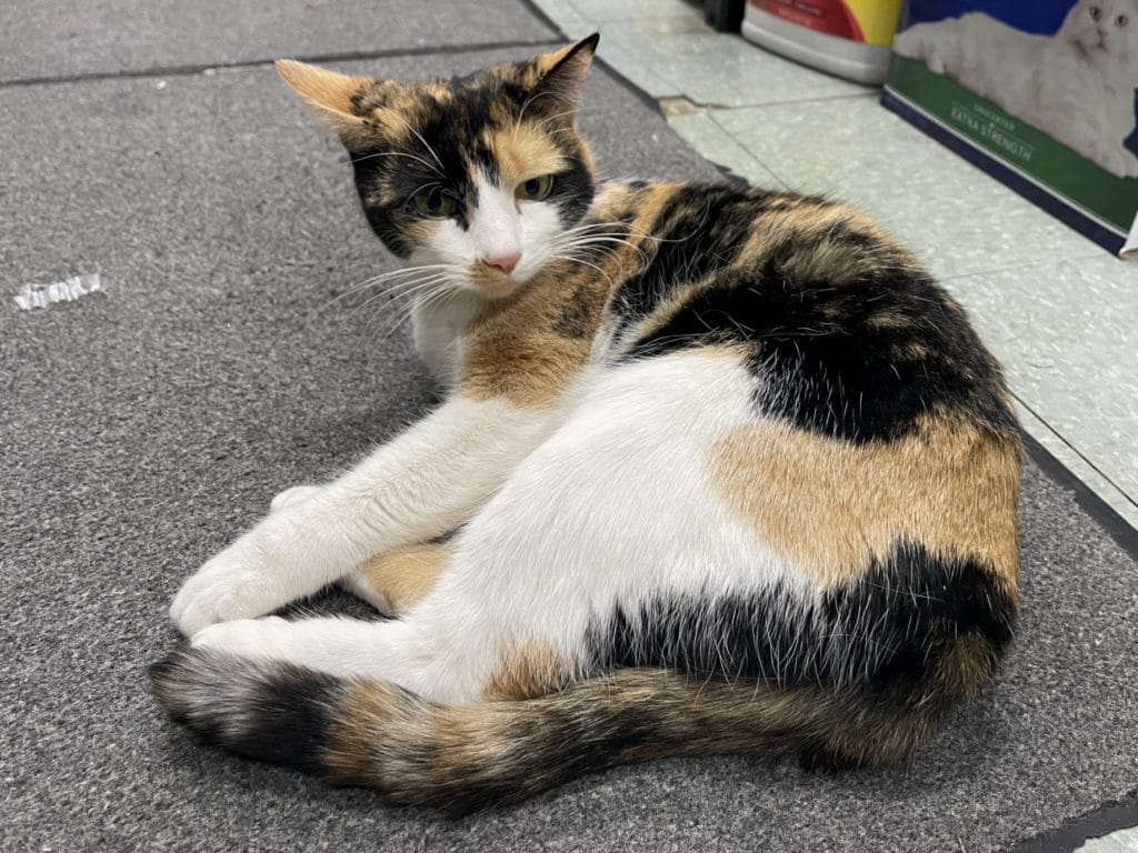 Lovely is bodega cats at Pet Town