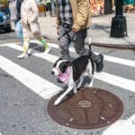 Leo the pitbull walks over a metal street covering in Crown Heights, Brooklyn, April 18, 2022