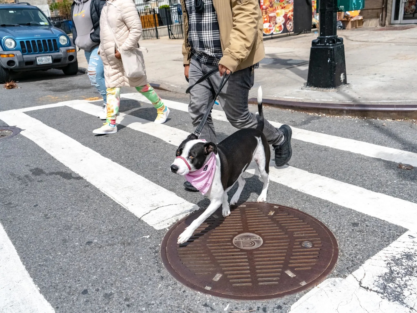 Leo the pitbull walks over a metal street covering in Crown Heights, Brooklyn, April 18, 2022