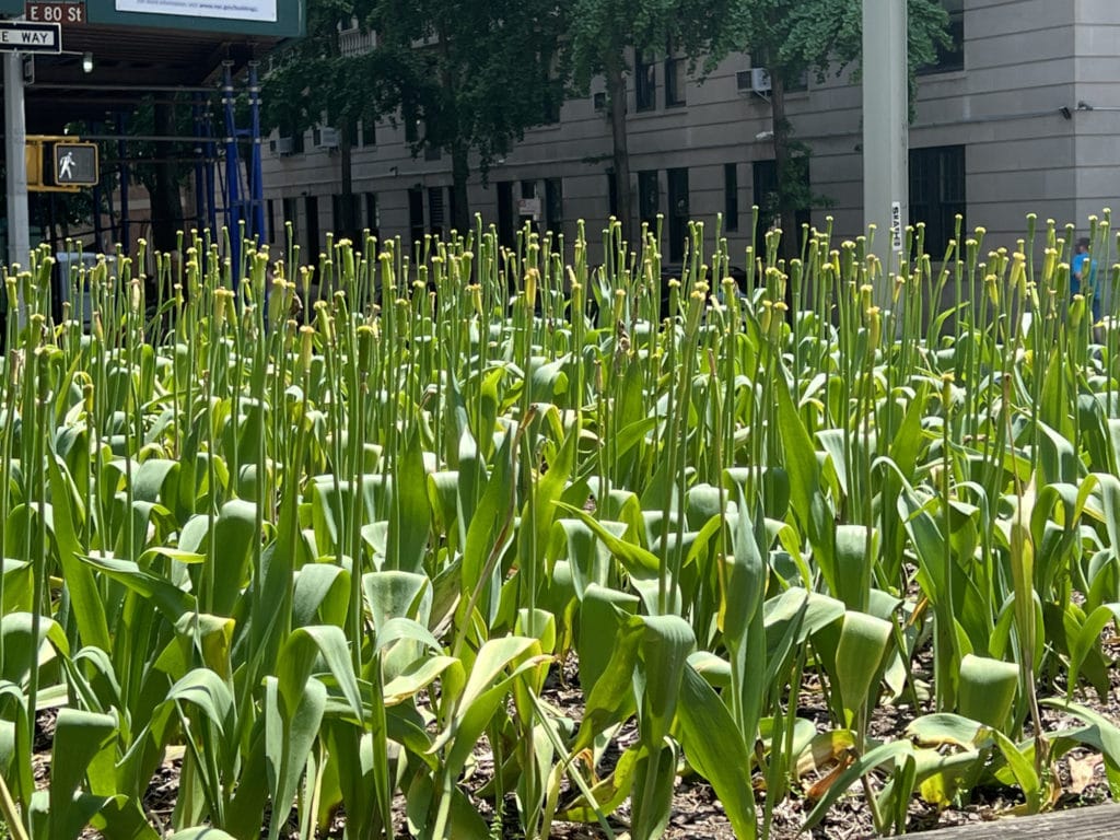 The tulips have lost their petals and are ready for this year's dig | Upper East Site