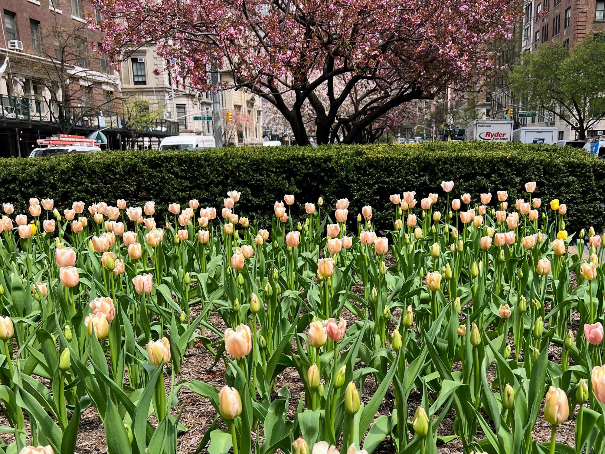 The annual Park Avenue Tulip Dig begins Monday, May 23rd
