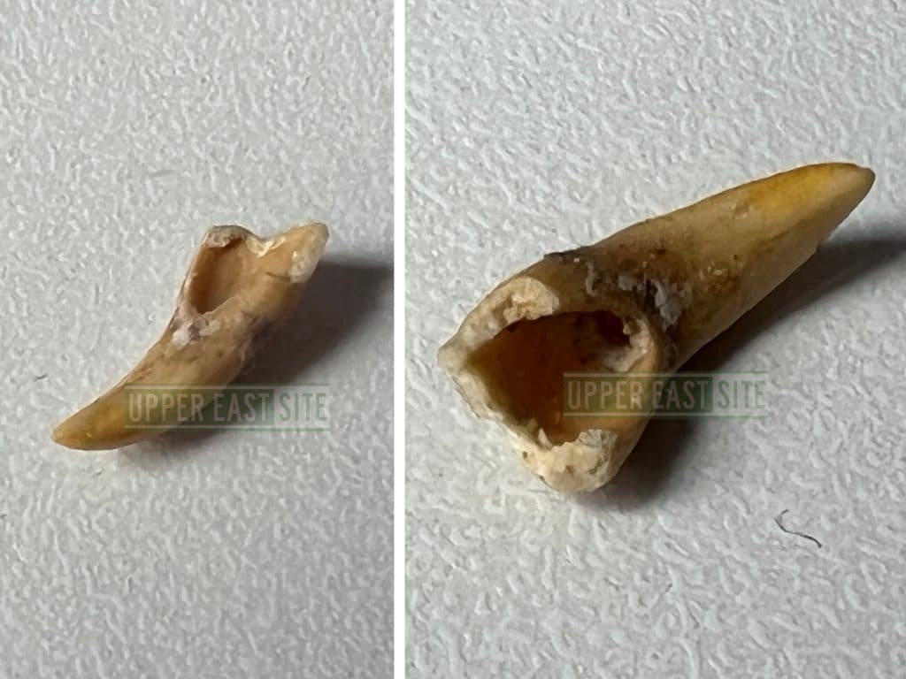 UES couple says it found a rodent tooth baked inside a Chip City cookie | Upper East Site