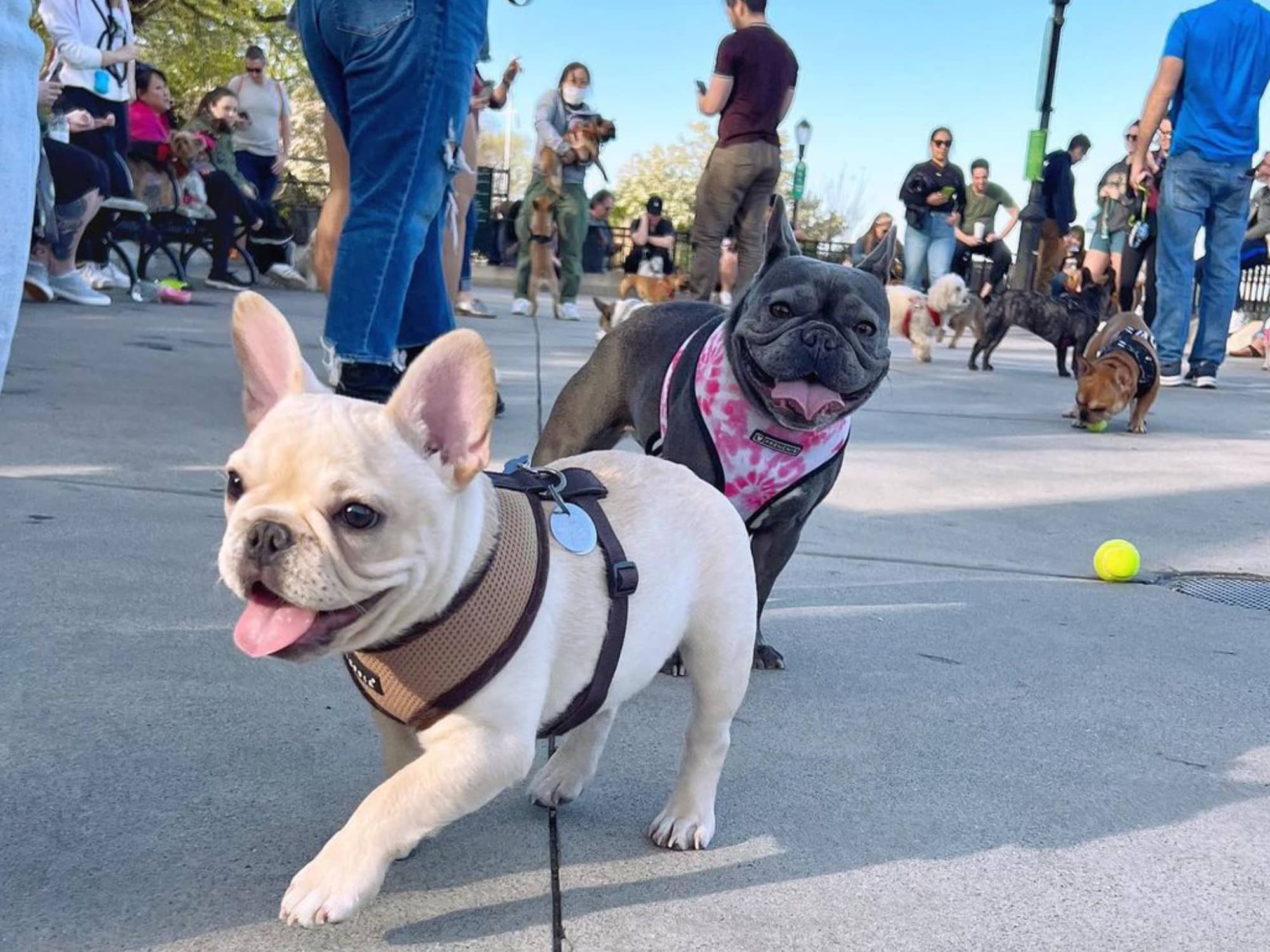 Drama erupts over Upper East Side ‘Frenchies’ meetup, pitting neighbor against neighbor