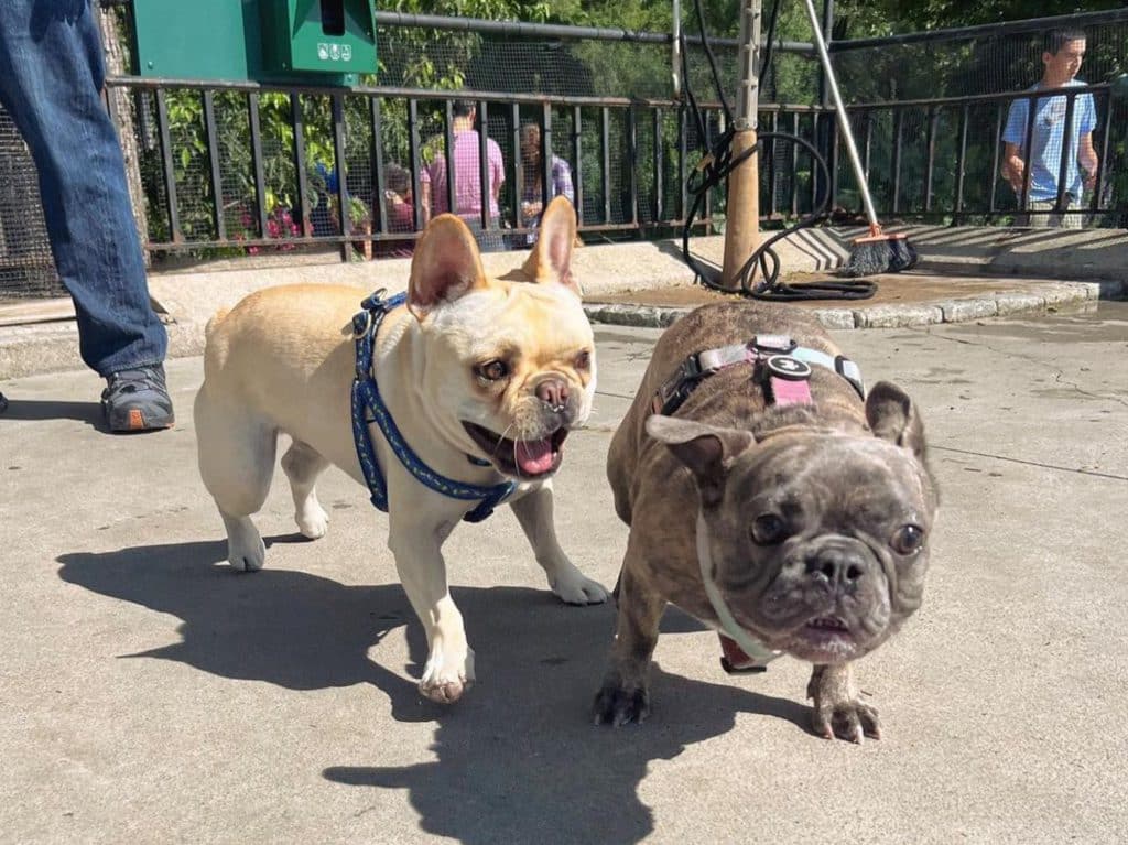 Frenchie meetups have been happening at Carl Schurz Park since last September