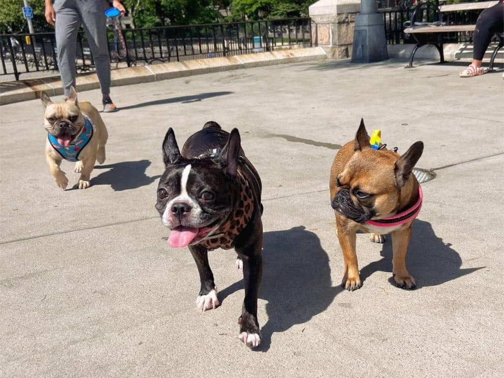 Frenchie meetups are held on Sunday mornings in Carl Schurz Park