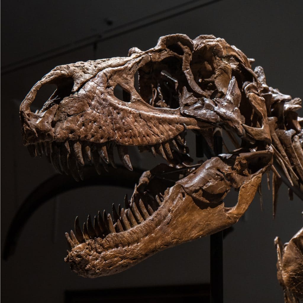 The Gorgosaurus had a large head like its relative, the Tyrannasaurus Rex | Courtesy of Sotheby's