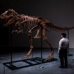 77 million-year-old Gorgosaurus skeleton fossil up for auction | Courtesy of Sotheby's