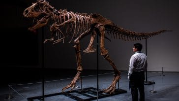 77 million-year-old Gorgosaurus skeleton fossil up for auction | Courtesy of Sotheby's