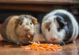 NYC animal shelters are overrun with abandoned pandemic pet guinea pigs