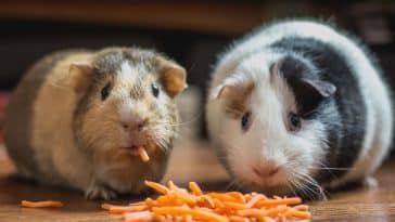NYC animal shelters are overrun with abandoned pandemic pet guinea pigs