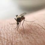 The Health Department will spray pesticide on the UES on Thursday to prevent West Nile Virus