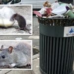 The Upper East Side is among the most rat-infested neighborhoods in New York City
