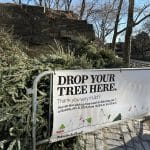 Mulchfest Christmas tree drop off location in Carl Schurz Park | Upper East Site