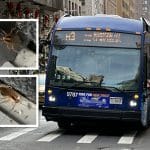 A passenger says he's spotted roach infestations on several MTA buses along two UES routes | Upper East Site