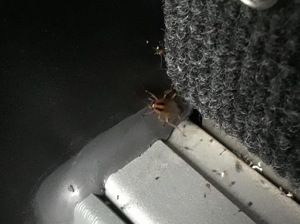 German cockroaches have been spotted on M3 and M4 bus routes