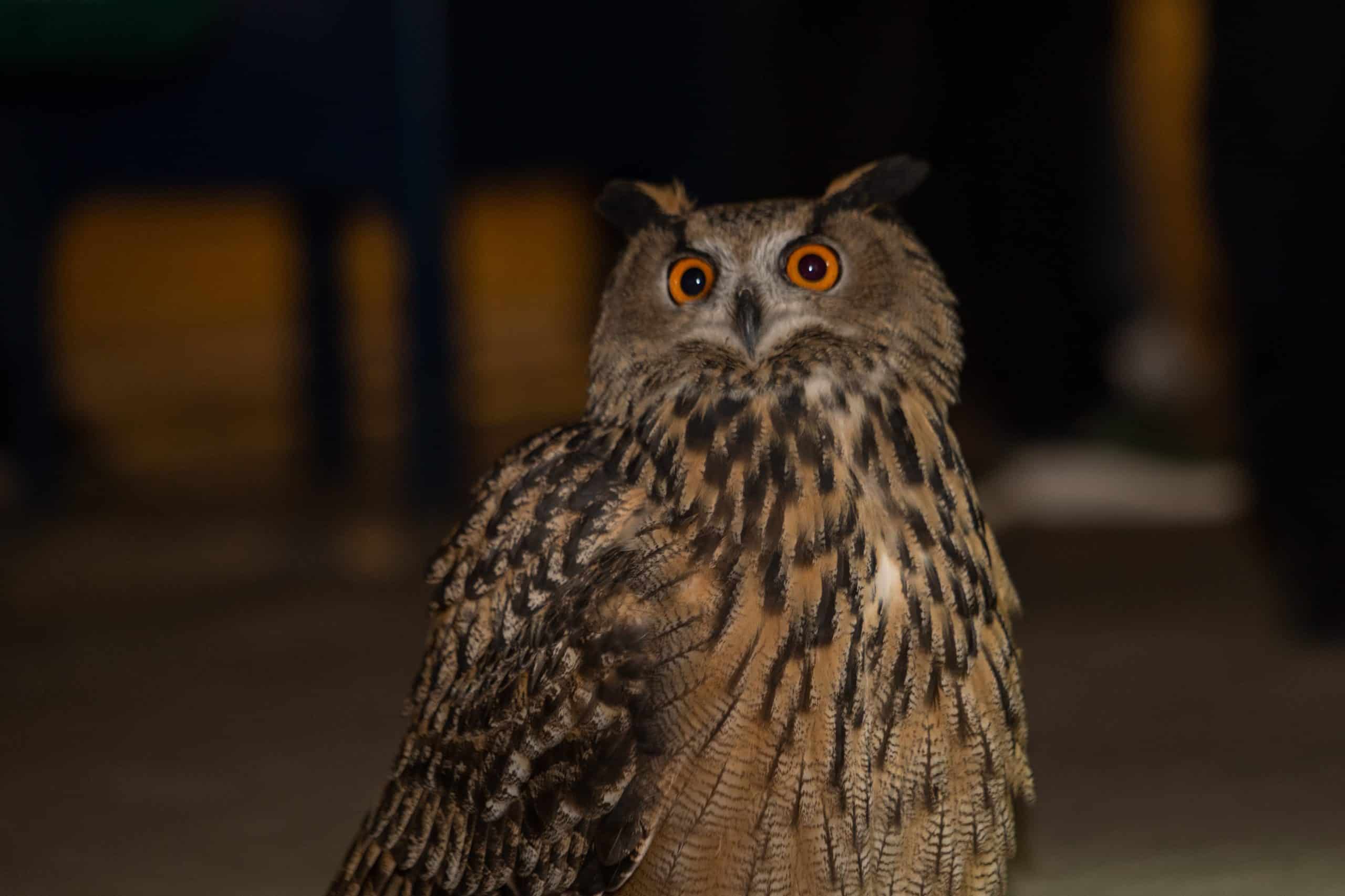 Flaco, a large Eurasian eagle owl escaped from the Central Park Zoo on February 2nd | NYC Mayor's Office