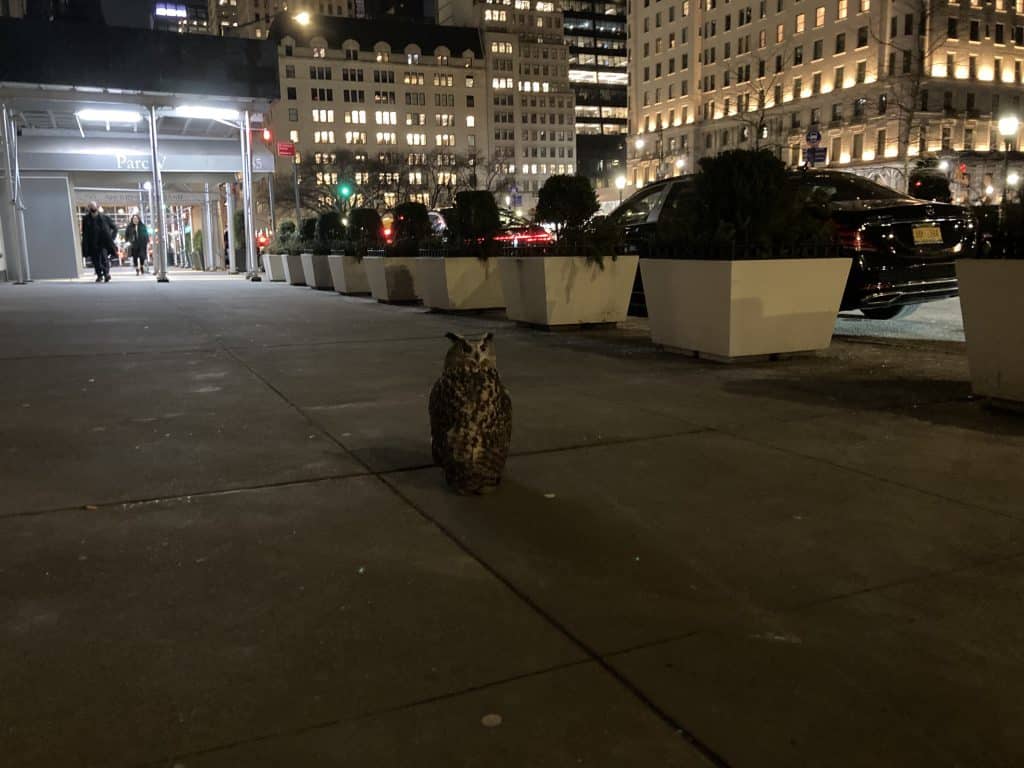 Good Samaritans spotted the owl on Fifth Avenue | Jeremy Workman