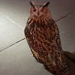 Rare owl escapes Central Park Zoo after sabotage, spotted on the UES | NYPD 19th Precinct