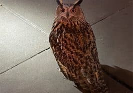Rare owl escapes Central Park Zoo after sabotage, spotted on the UES | NYPD 19th Precinct