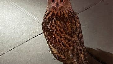Photo shows a large brown owl on the sidewalk at night looking at the camera.
