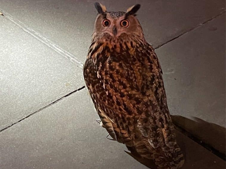 Photo shows a large brown owl on the sidewalk at night looking at the camera.