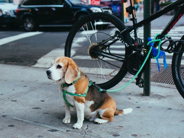 New 'Curb Your Dog' contest calls for submissions for new UES dog poop awareness campaign