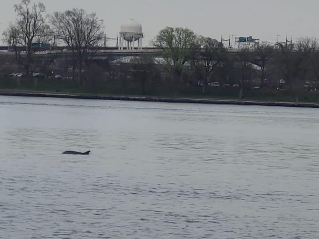 The dolphin was spotted in the East River near East 92nd Street on Tuesday | Abhilash Patni 