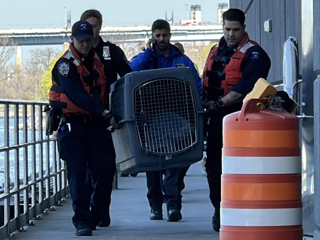 NYPD officers carry the crate containing the coyote to a waiting police cruiser | Upper East Site
