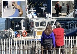 The NYPD rescued a coyote from the East River near the UES on Monday afternoon | Upper East Site