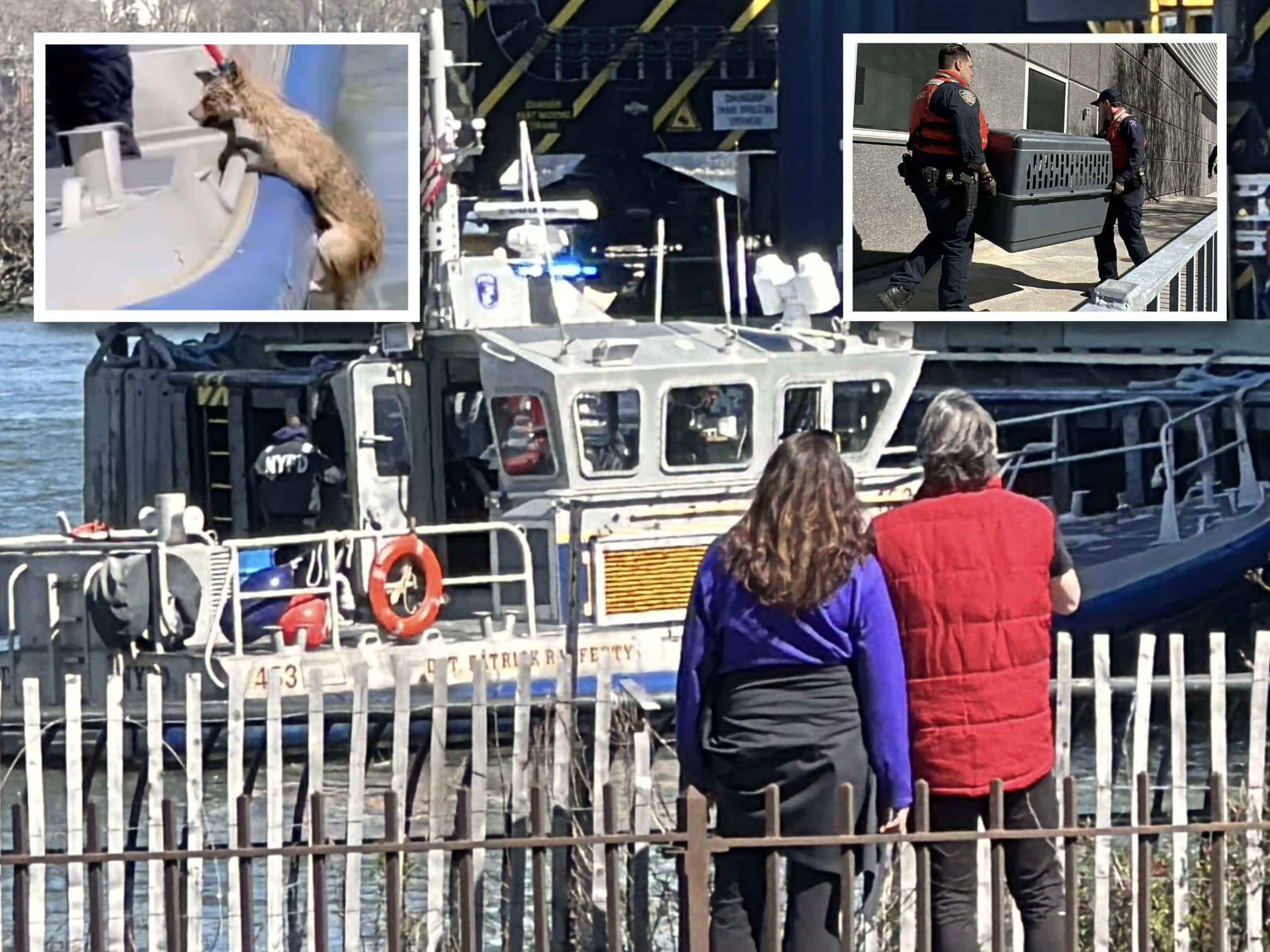 The NYPD rescued a coyote from the East River near the UES on Monday afternoon | Upper East Site
