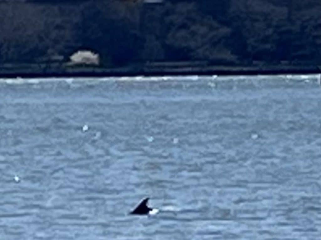 An Upper East Site reader spotted the dolphin in the East River last Sunday | Jason Barr