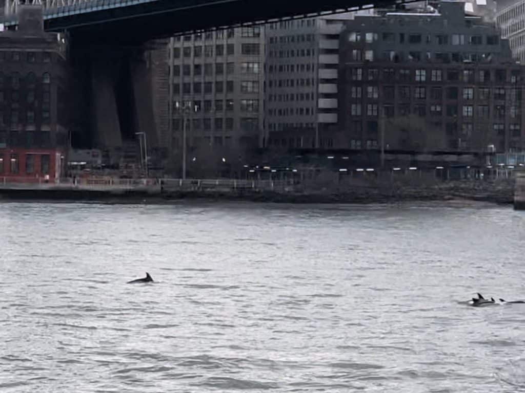 Dolphins were spotted in the East River near the Manhattan Bridge and Lower East Side on Friday, April 7th | Franchesca Vega