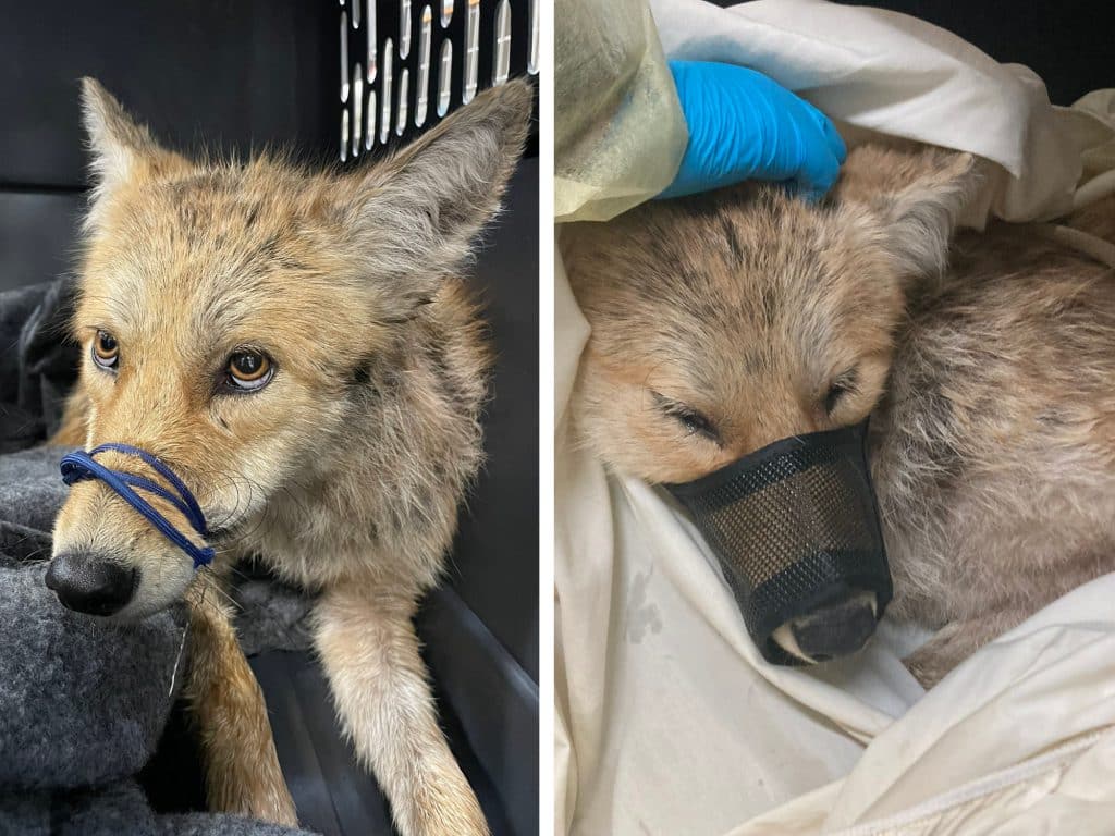 The female coyote will be released back into the wild once fully recovered | Animal Care Centers of NYC